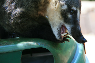 072 IMG_7367 Sharp teeth on the South American Coati.jpg